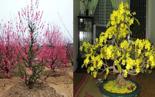 Bạn có thể tặng bố mẹ cây mai hay đào trưng tết