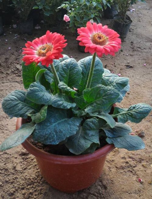  Hoa đồng tiền tượng trưng cho tiền tài và hạnh phúc.