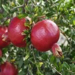 Những loại cây phong thủy thu hút tài lộc đầu năm mới 2026