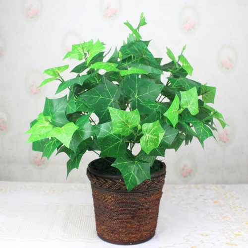 Cây này mang ý nghĩa xóa tan đi những âm khí không tốt và ma quỷ