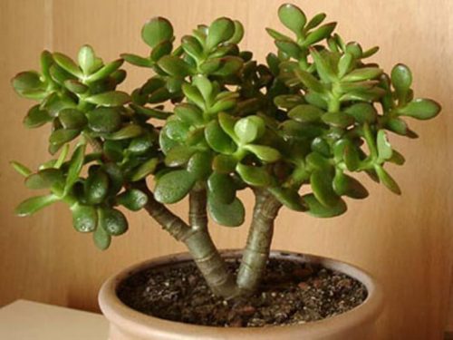 Cây Ngọc Bích mang lại sự may mắn và nhiều sức khỏe cho gia chủ