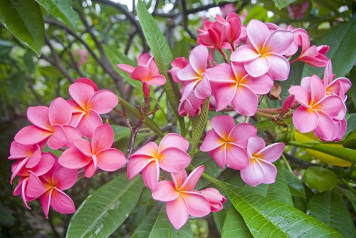 Theo quan niệm thì loài hoa này không đem lại sự may mắn nên sẽ không dùng để dâng cúng gia tiên