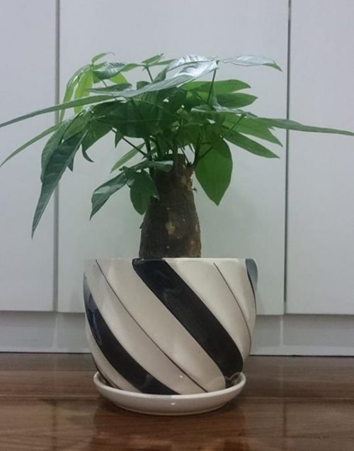 Cây Kim Ngân giúp gia chủ tuổi Ất Tỵ gặp thuận lợi trong sự nghiệp và mang tài lộc.