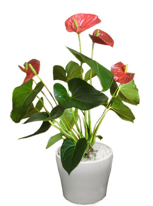 Tuổi Đinh Tỵ nên trồng cây hồng môn để rước tiền vào nhà