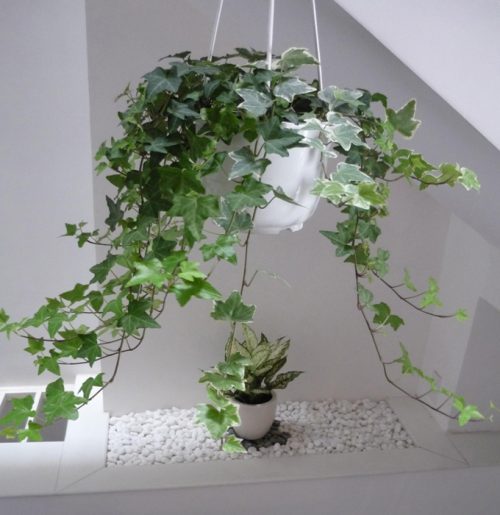 Cây Thường Xuân nó mang ý nghĩa phong thủy rất lớn, giúp lọc không khí đem lại môi trường có không khí trong lành.