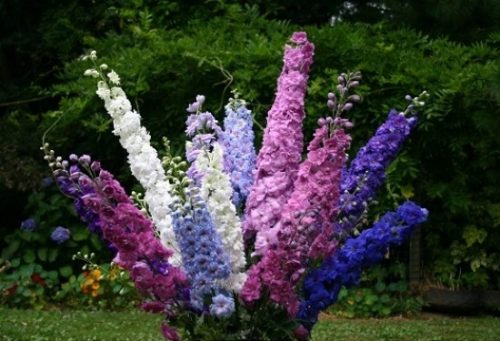 Cây Phi Yến hợp phong thủy với gia chủ tuổi thìn