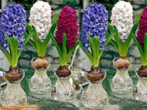 Cây Lan Dạ Hương mang ý nghĩa đại diện cho tình yêu và sức sống mãnh liệt cho tuổi trẻ. Là cây phong thủy hợp tuổi Giáp thìn.