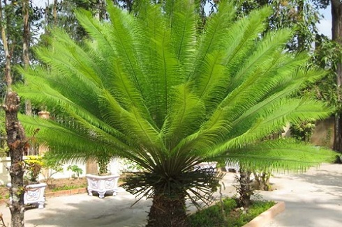 Cây Vạn Tuế mang lại tài lộc và may mắn