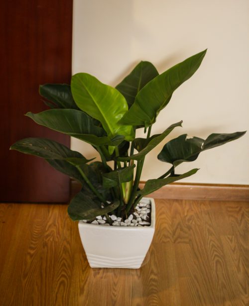 Cây Đế Vương phong thủy mang lại tài lộc cho gia chủ