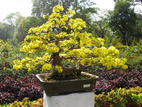 Cây mai là vật phẩm phong thủy may mắn cho người tuổi Dần