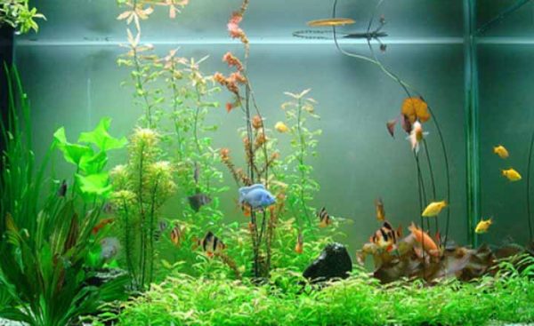 Vật phẩm phong thủy cho người tuổi Tý đó chính là bể cá cảnh