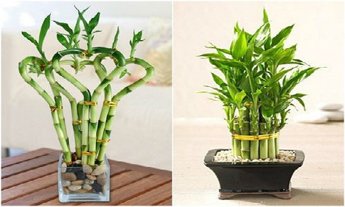 Cây Phát tài mang ý nghĩa đem lại may mắn và tài lộc cho gia đình