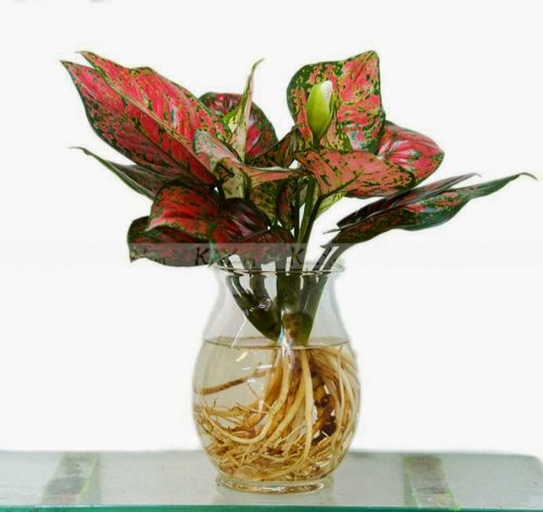 Cây Vạn Lộc mang ý nghĩa sang trọng, vô vàn tài lộc và may mắn cho gia đình