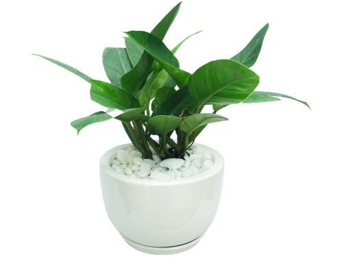 Đây là một loại cây cảnh để bàn thờ rất phù hợp, bởi màu sắc nhã nhặn. Mang ý nghĩa mạnh mẽ và quyền lực và sự giàu có về của cải, tiền bạc theo phong thủy (ảnh minh họa)