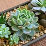 Trong năm 2018 người tuổi Hợi nên trồng cây gì để thu hút tài lộc