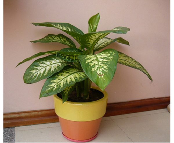 Cây vạn niên thanh