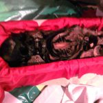 Tìm hiểu về chiêu hồn nạp táng người chết