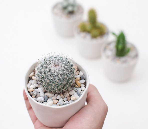 Cây xương rồng tròn