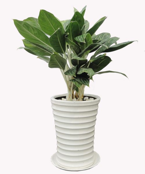 Dựa vào quy luật tương sinh, tương khắc tròng ngũ hành thì chúng ta có thể chọn cây cảnh cho gia chủ tuổi này. Gia chủ Kỷ Sửu sinh năm 1949 là người mệnh Hỏa vì thế gia chủ nên chọn cây có gam màu đỏ, hồng, tím hay xanh lá cây để đặt ở nơi làm việc (ảnh minh họa).