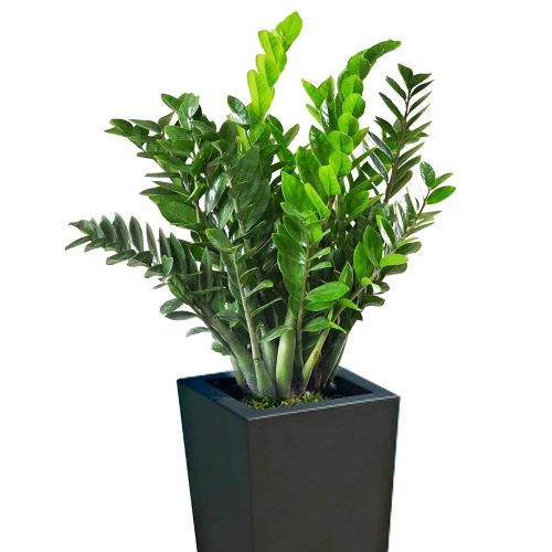 Gia chủ tuổi này, nên chọn cây cảnh đặt ở văn phòng làm việc có những gam màu thuộc Mộc. Vì theo quy luật tương sinh thì Mộc sinh Hỏa tốt (ảnh minh họa).