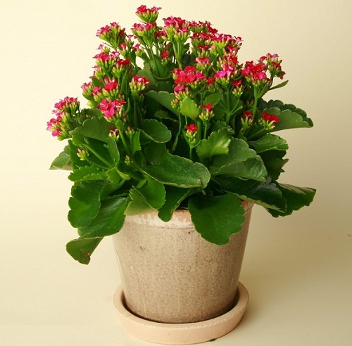 Nên chọn cây cảnh có gam màu cam, tím, đỏ, hồng thuộc Hỏa mà trong ngũ hành Hỏa sinh Thổ. Đồng thời, có thể chọn cây cảnh có màu nâu, vàng thuộc màu bản mệnh. Để mang lại cho sự nghiệp và công danh và lộc tài cho gia chủ (ảnh minh họa).