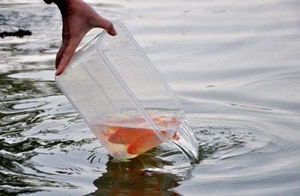 Thả cá phóng sinh