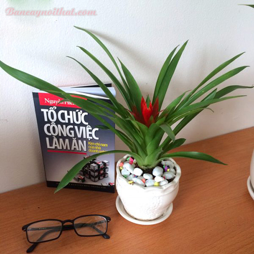 Dứa cảnh nến đỏ không chỉ đại diện cho sự bùng cháy của tình yêu và còn tượng trưng cho sự hạnh phúc, sum vầy của gia đình (ảnh minh họa).