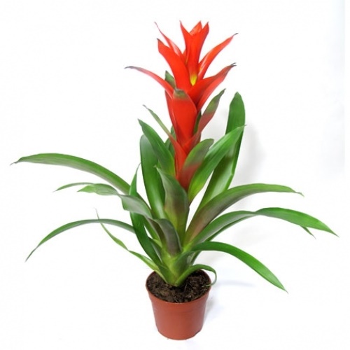 Vì là cây dứa cảnh nên đỏ chỉ nở hoa một lần duy nhất và 3 năm sẽ nở. Nên gia đình nào có hoa dứa cảnh nở thì sẽ rất may mắn.