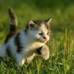 Nuôi mèo có xui không, điềm báo mèo chết đánh con gì?