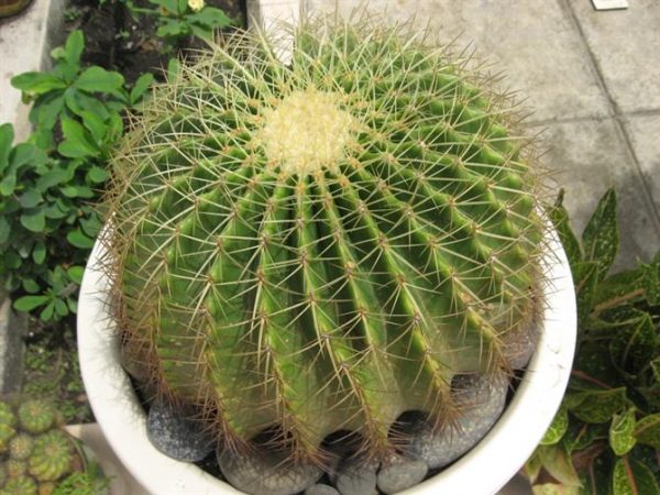 Mơ thấy gai xương rồng