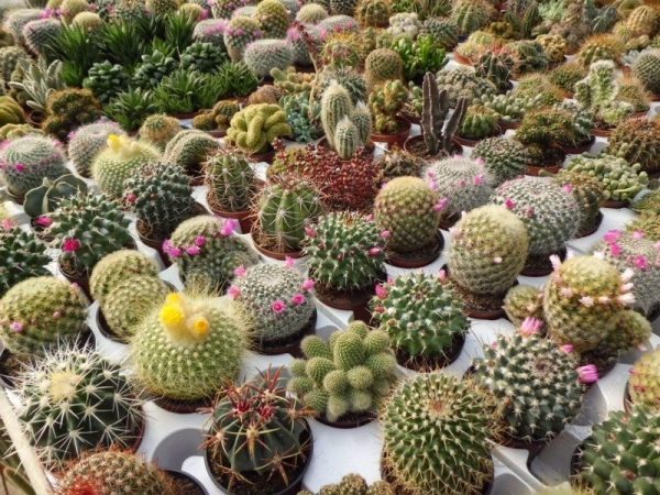 Mơ thấy cây xương rồng có điềm báo gì?