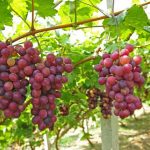 Xem nằm mơ thấy chùm nho báo điềm gì?