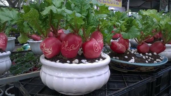 Mơ thấy vườn củ cải