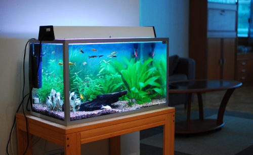 Trong phong thủy, bể cá phong thủy có ý nghĩa rất lớn (ảnh minh họa).