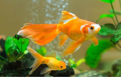 Việc chọn đặt bể cá ở đâu trong nhà là việc rất quan trọng, vì nó không chỉ ảnh hưởng đến vẽ đẹp của ngôi nhà mà còn giúp tăng vận khí và thu hút lộc tài (ảnh minh họa).