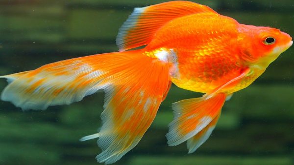 Cá vàng