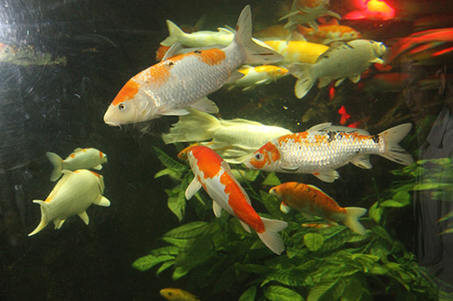 Lưu ý khi đặt bể cá trong phong thủy (ảnh minh họa).