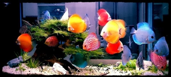 Số lượng cá trong bể