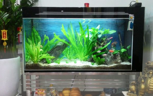 Điều cấm kỵ khi nuôi cá cảnh