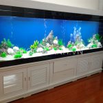 Những nguyên tắc chọn nuôi cá cảnh hút tài lộc cần biết