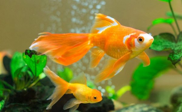 Cá vàng