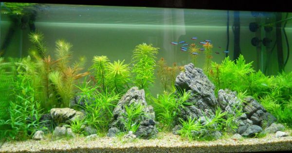 Cách đặt bể cá đúng phong thủy