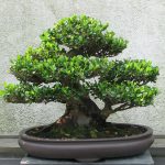 Ý nghĩa của cây si trong phong thủy