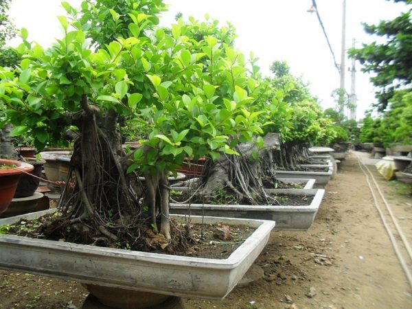 Đặc điểm của cây si