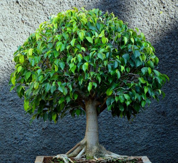 Ý nghĩa phong thủy của cây si