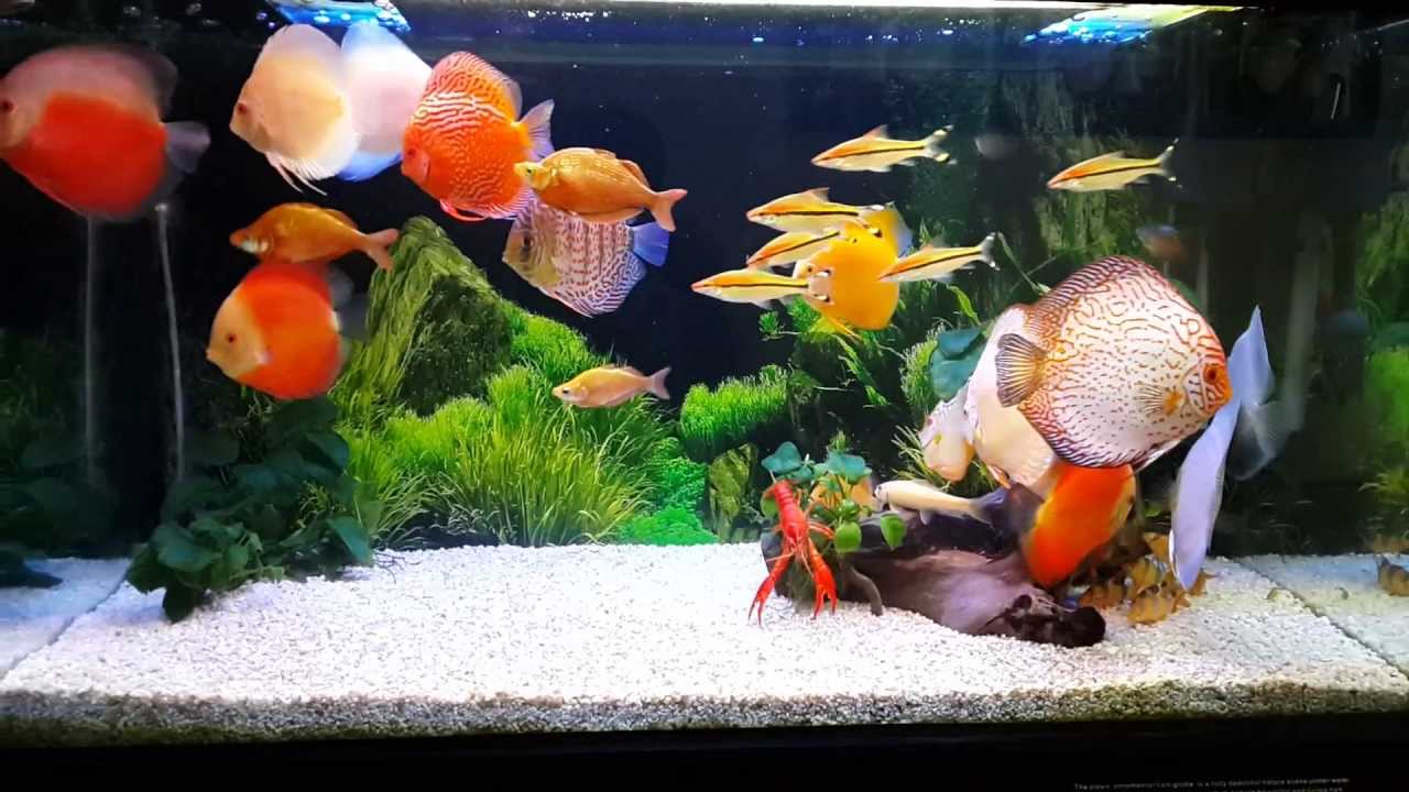 Đặt một bể cá nhỏ ở phía Bắc 