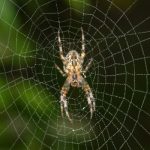Giải mã giấc mơ thấy nhện