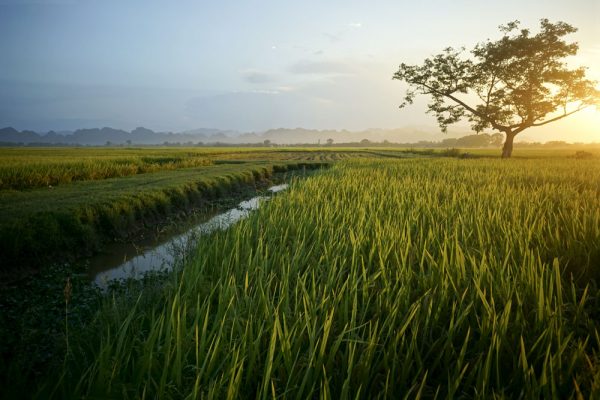 Mơ thấy đất đai rộng