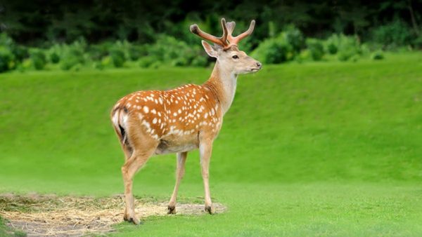 Mơ thấy bộ sừng hươu