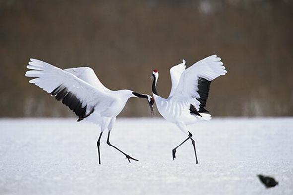 Ý nghĩa con Hạc trong phong thủy